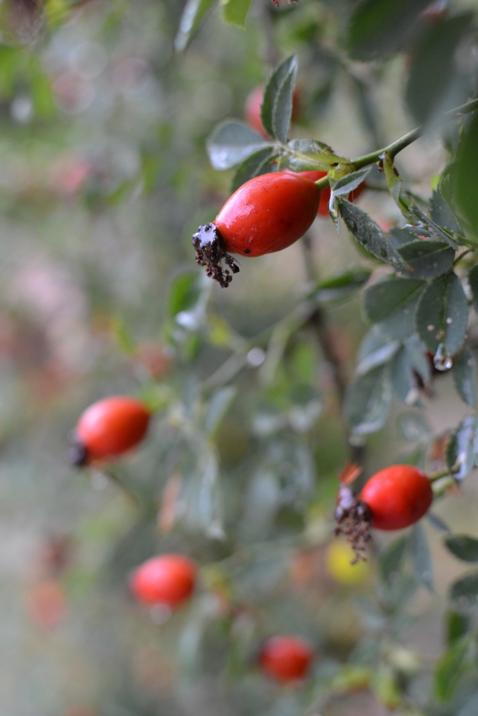 Hagebutten Garten Fräulein Der Garten Blog