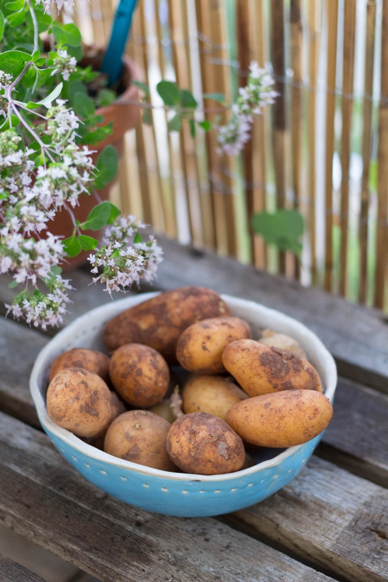 Kartoffeln im Sack anbauen jetzt auf gartenfräulein.de